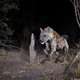 A hyena at night. Credit: Will Burrard-Lucas/WWF-US.